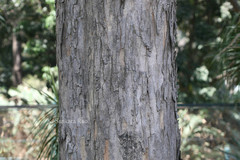 Pterocarpus indicus